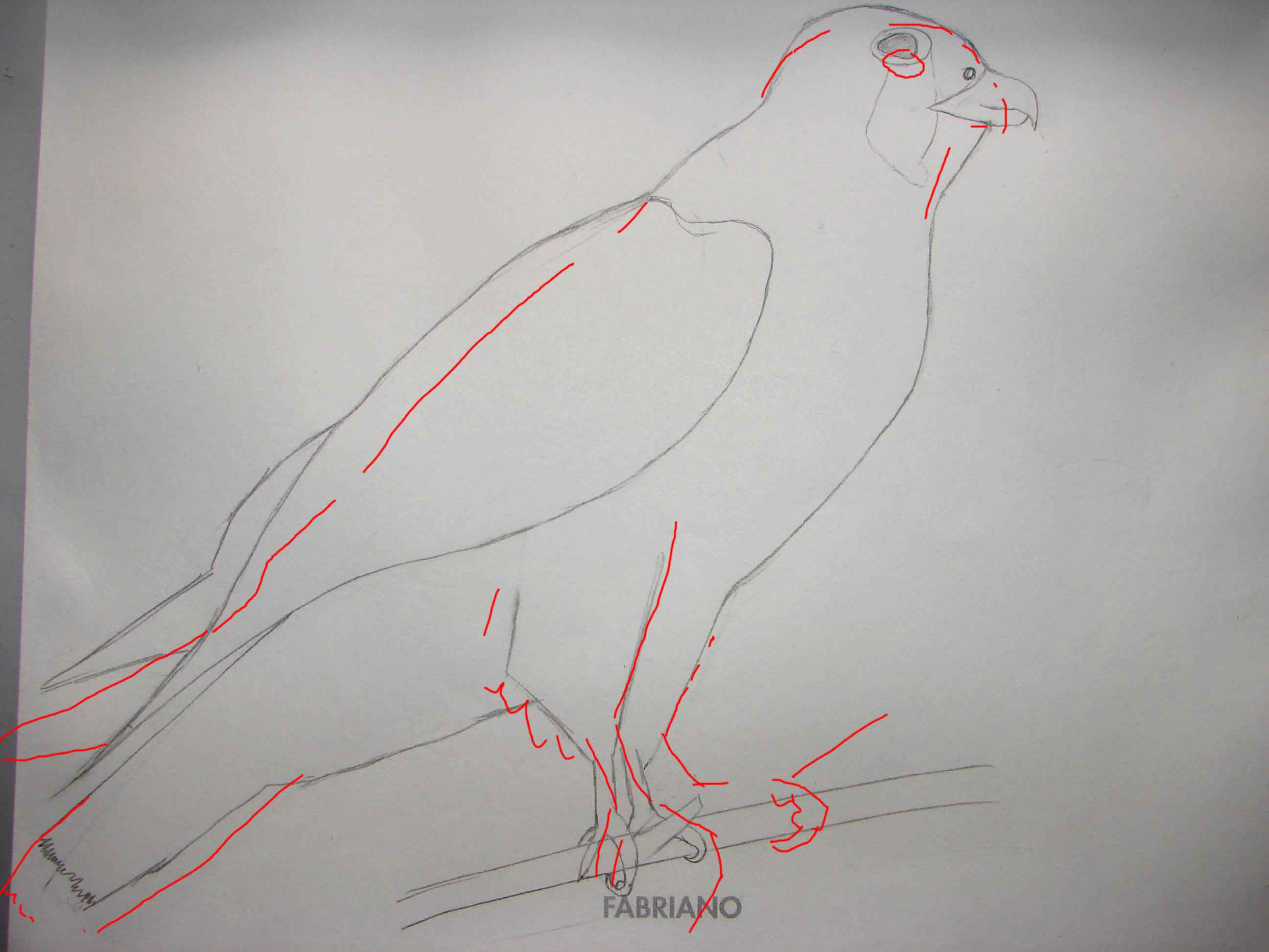 Disegnare gli uccelli - Prima lezione